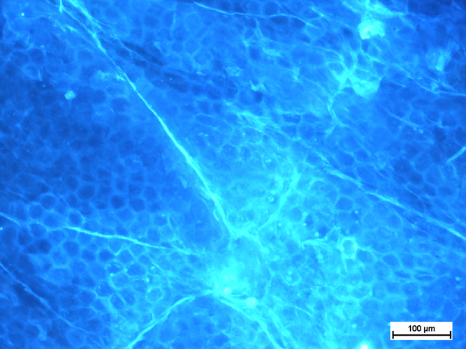 Barwnik_fluorescencyjny.png