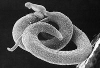 przywra z gatunku Schistosoma mansoni
