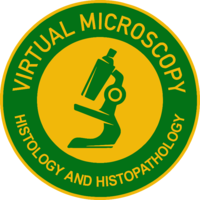 VM3.png